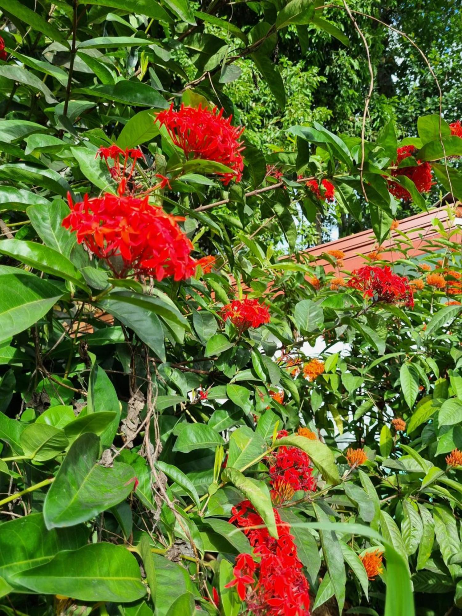 Hotel Squirrel'S Nest à Kandy Extérieur photo